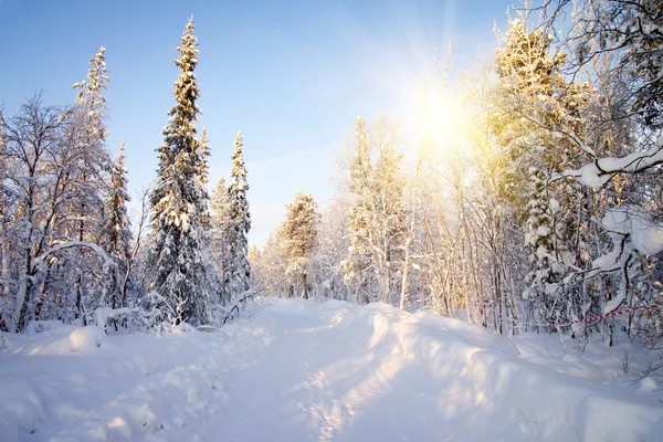 Winter in deep forest. — Stock Photo, Image