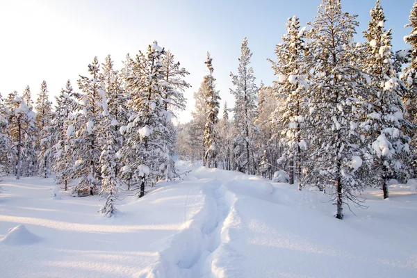 Winter in deep forest. — Stock Photo, Image