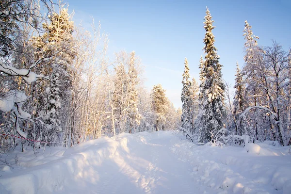 深い森の冬. — ストック写真