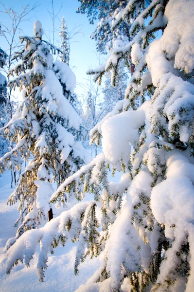 Zima v hlubokých lesích. — Stock fotografie