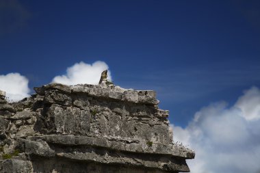 iguana selamı