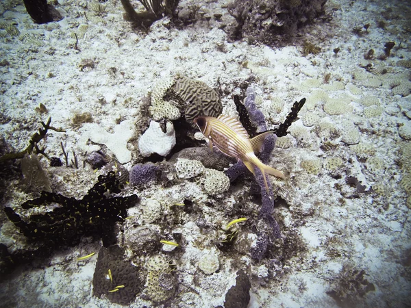 ugly fish — 图库照片 #10381066