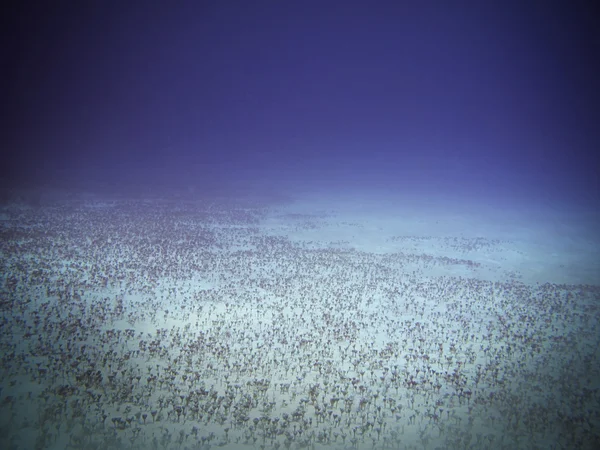 Plancher océanique — Photo