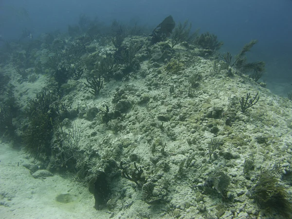 Коралловые горы — стоковое фото