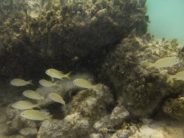 Juvenile fish clipart