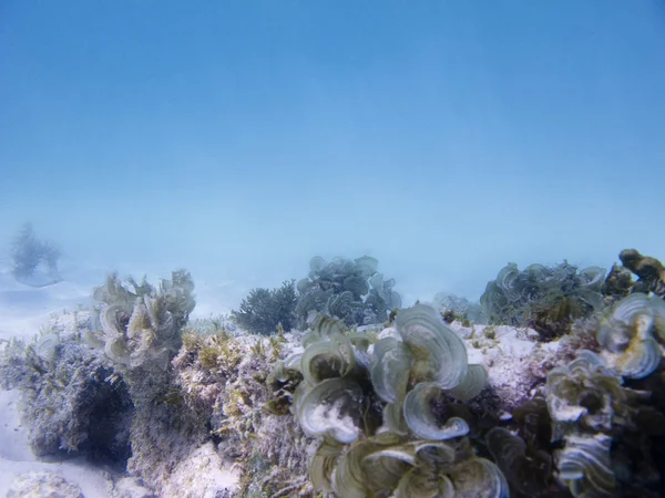 Подводная жизнь — стоковое фото