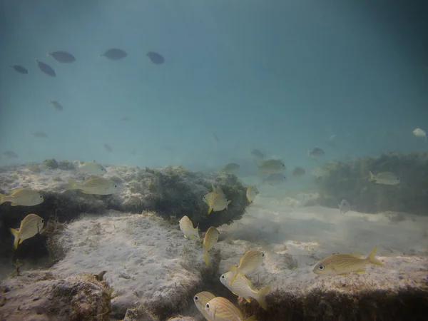 忙しいサンゴ礁 — ストック写真