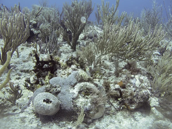 サンゴ礁の自宅 — ストック写真