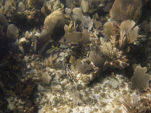 在珊瑚礁中的鱼 — 图库照片