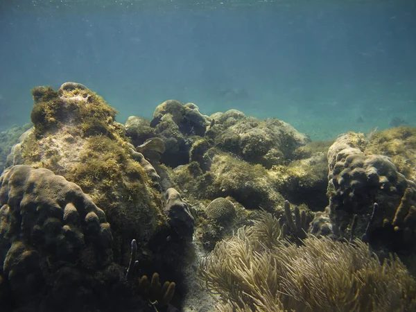 サンゴ礁 — ストック写真