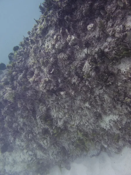 Mercan bariyer — Stok fotoğraf