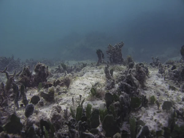 Meeresboden — Stockfoto
