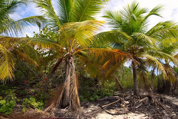 stock image Palm trees