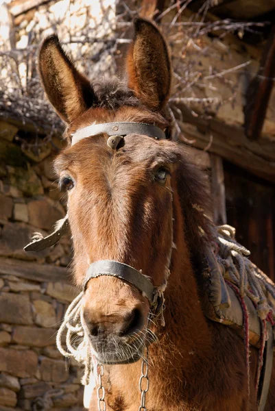 Donkey — Stock Photo, Image