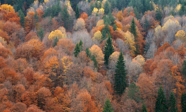 Stock image Autumn