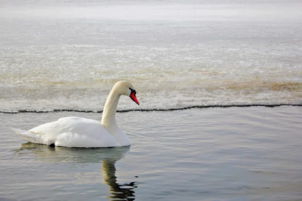 stock image White swan