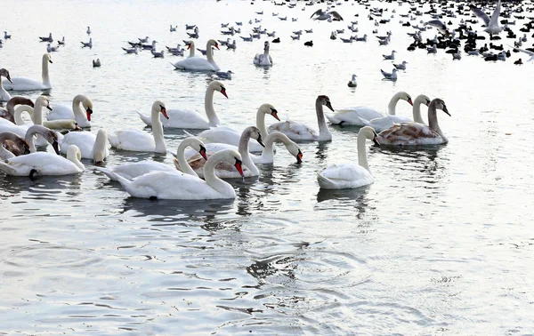 Beyaz Kuğu