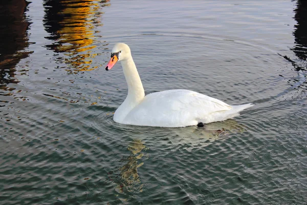 stock image White swan