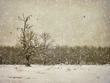 yaşlanma kış fotoğrafçılık