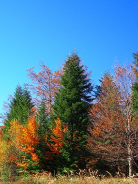 Rusty autumn trees