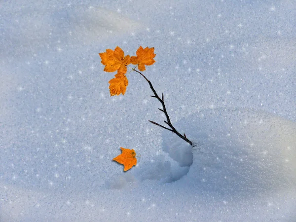 Zweige und rostige Blätter auf dem Schnee — Stockfoto