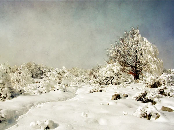 Старение зимней фотографии — стоковое фото