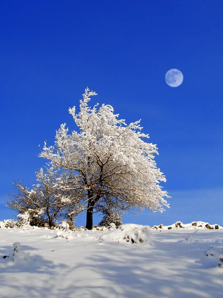 Imagen de invierno — Foto de Stock