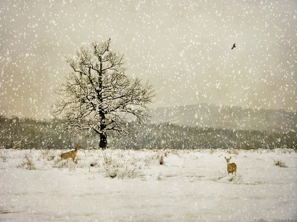 Старение зимней фотографии — стоковое фото