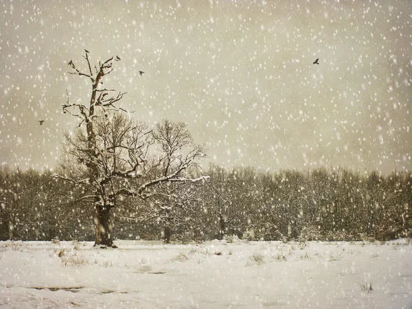 Vieillissement photographie d'hiver — Photo