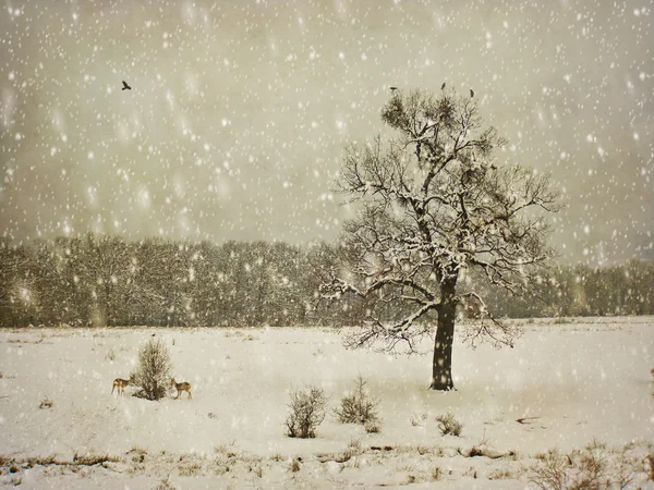Vieillissement photographie d'hiver — Photo
