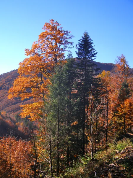 Zardzewiały autumn drzewa — Zdjęcie stockowe