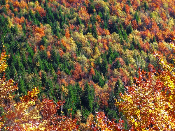 Árvores de outono enferrujadas — Fotografia de Stock