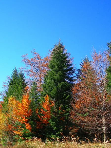 Árvores de outono enferrujadas — Fotografia de Stock