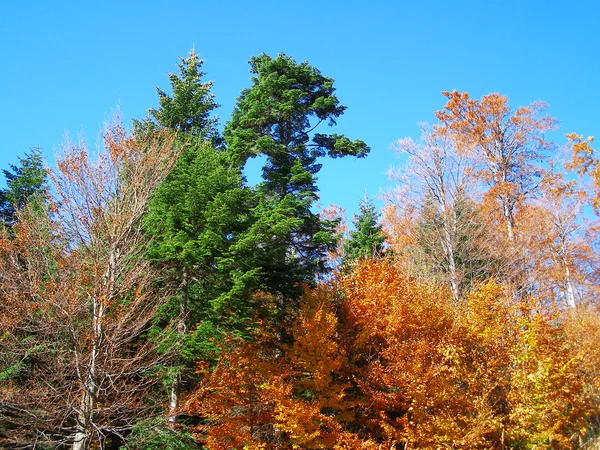 Rusty autumn trees — Stock Photo, Image