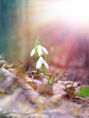 Two snowdrop under the sunlight clipart
