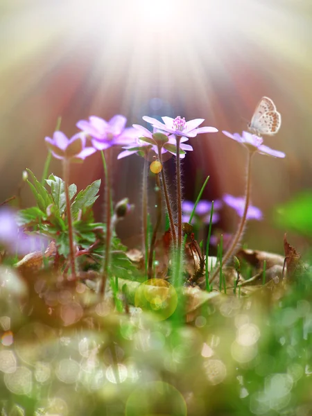 Minik mor çiçekler güneş ışığı altında — Stok fotoğraf