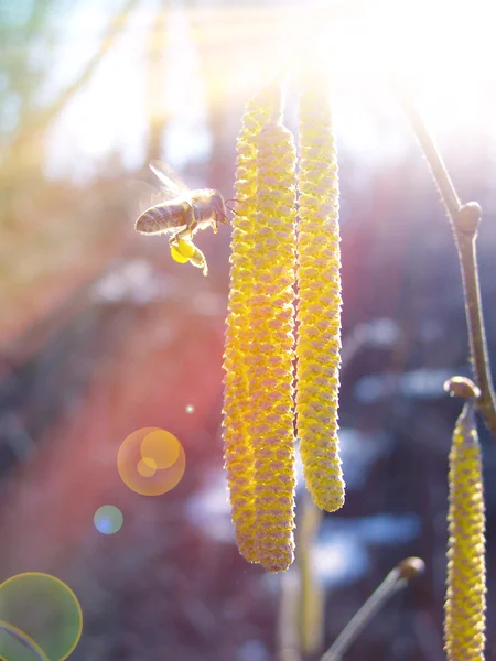 En flygande bin samlar pollen — Stockfoto
