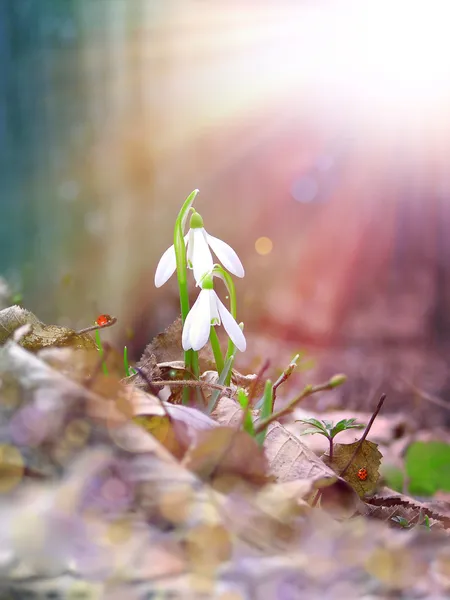 Two snowdrop under the sunlight — Stock Photo, Image