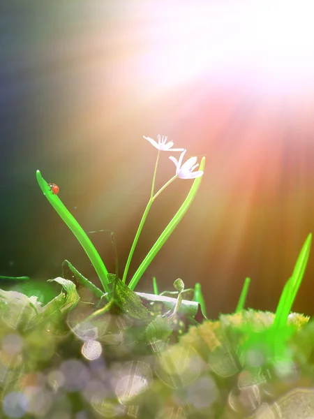 Sabah güneş ışığı altında tek teneke gibi mor çiçek — Stok fotoğraf