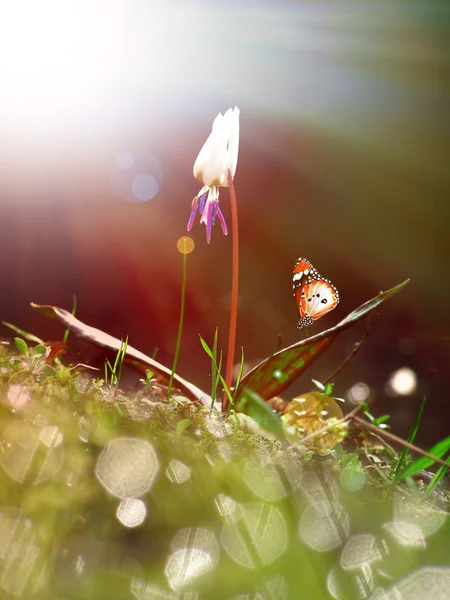 Pequena flor branca sob a luz solar da manhã — Fotografia de Stock