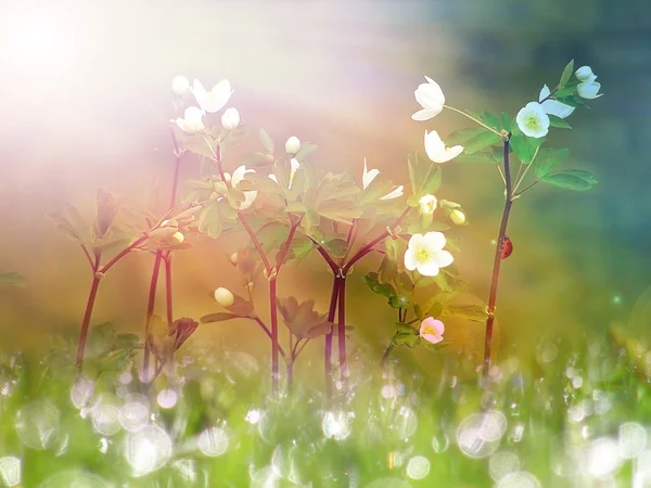 Vita tinny blommor under morgonen solljus — Stockfoto