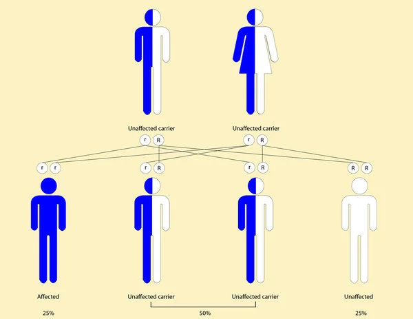 stock image Thalassemia pattern of inheritance