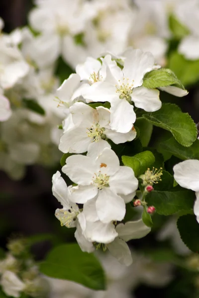 stock image Branch of pear flowers in natural environment