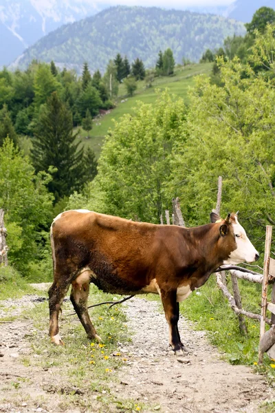 Vaca blanca y marrón en un callejón de montaña de la aldea rumana —  Fotos de Stock