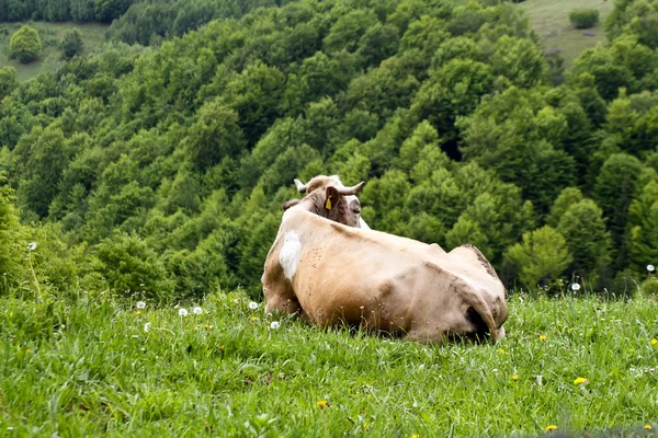 Lat ko på berg sätter från Transsylvanien — Stockfoto