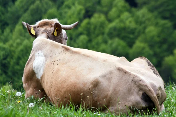 Vaca blanca y marrón contenta en pastos de montaña —  Fotos de Stock