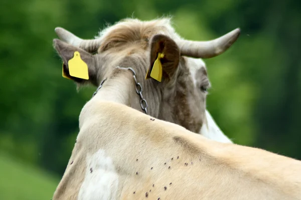 Scène uit achter van binnenlandse koe — Stockfoto