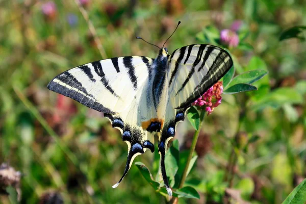 Cena do dia com borboleta de rabo de andorinha em ambiente natural — Fotografia de Stock