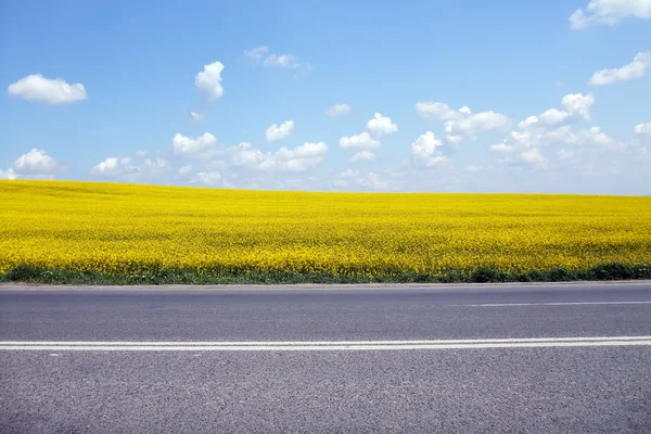 Сцена з сільською дорогою біля жовтих полів ріпаку — стокове фото