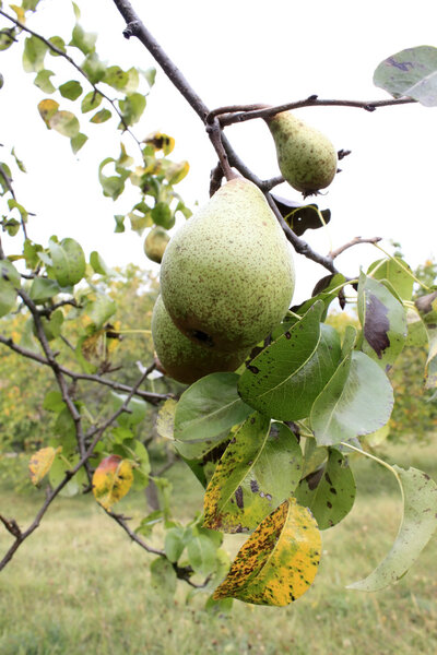 Detail photo of the pear tree with pears in natural environment